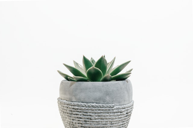 succulents are a wonderful healing artifact for your work from home desk space