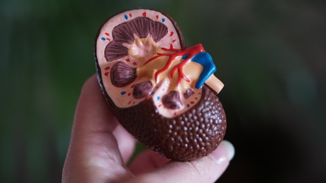 anatomy of kidney showing tubiles neohrons and collecting ducts